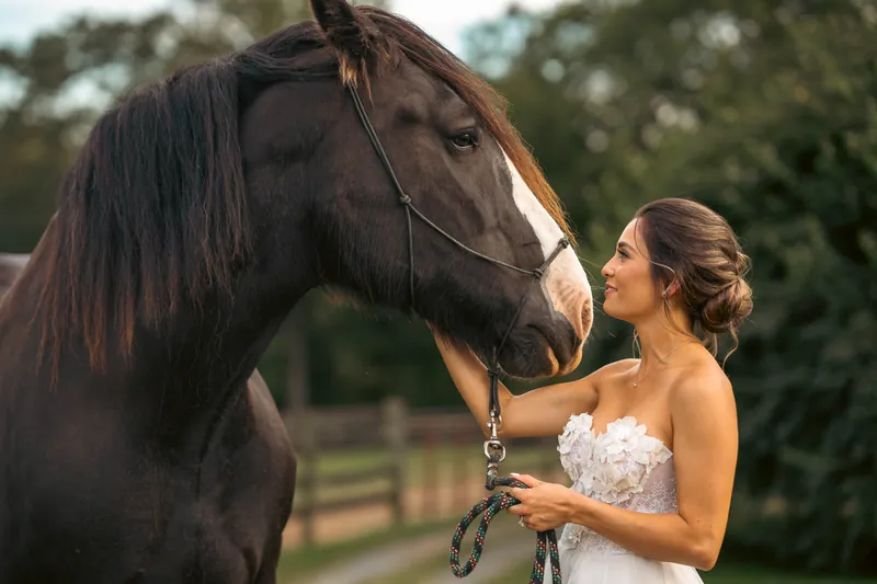 A bride face to face with a black draft horse at golden hour — Sylvanside Farm
